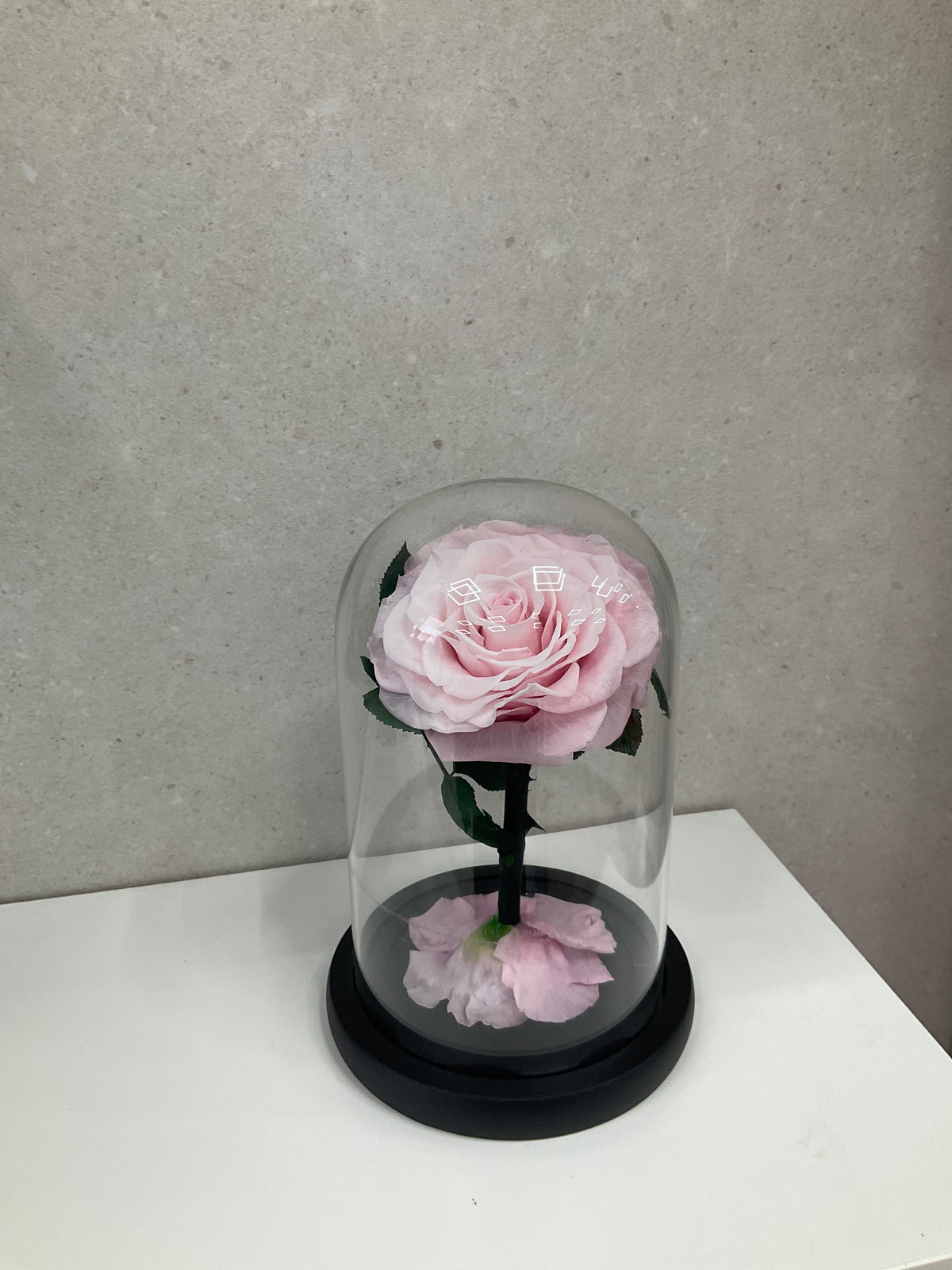 Enchanted Light Pink Rose Dome