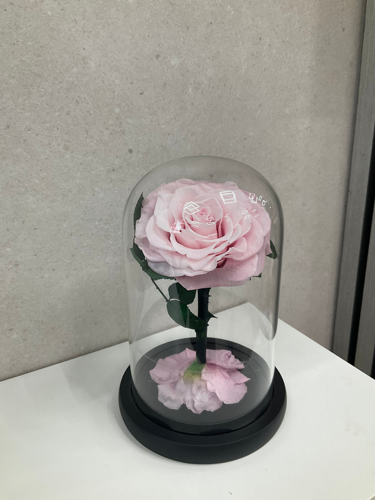 Enchanted Light Pink Rose Dome