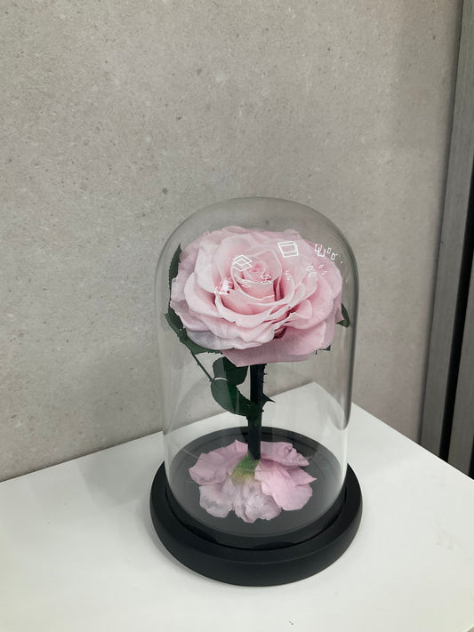 Enchanted Light Pink Rose Dome