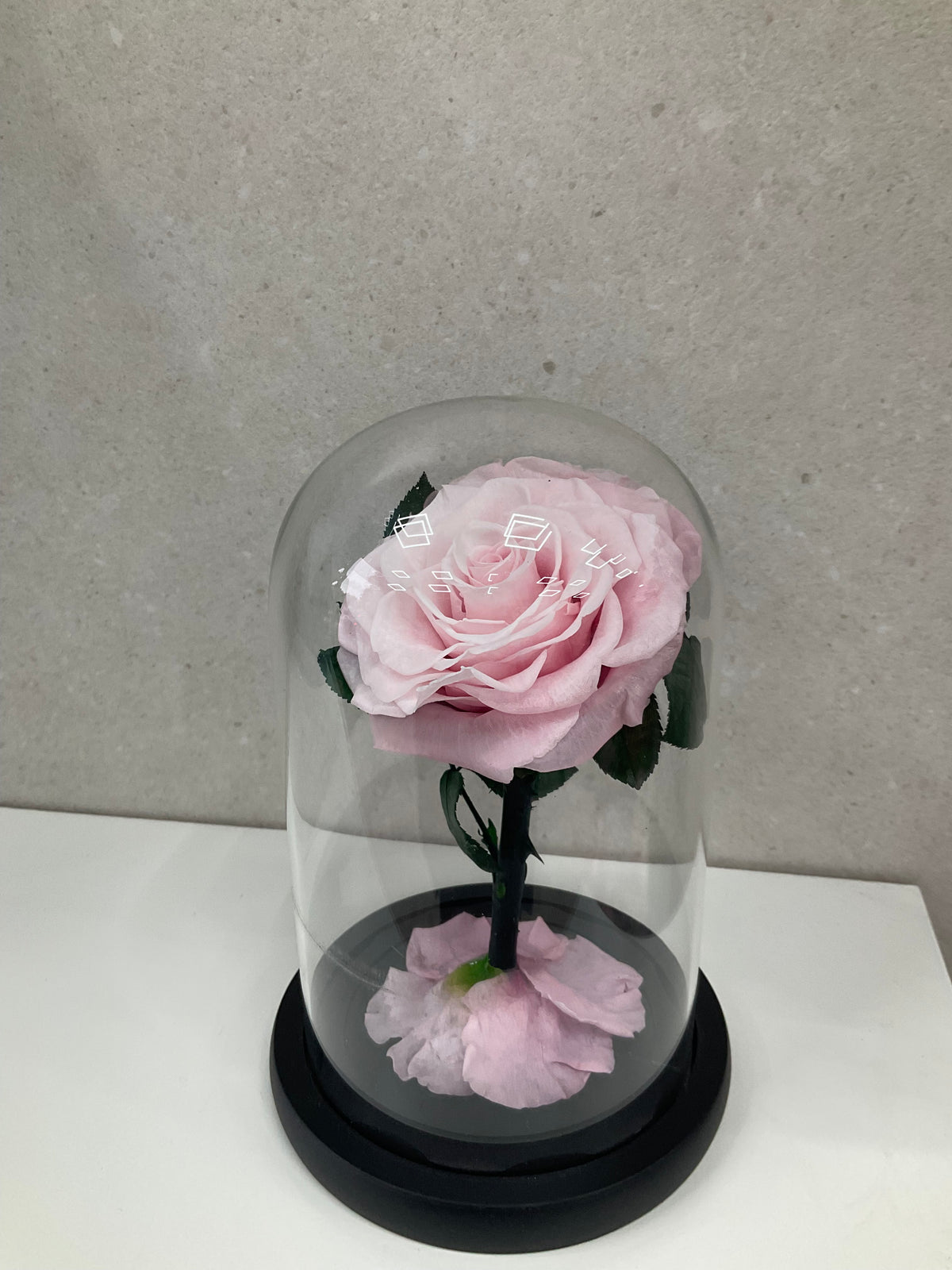 Enchanted Light Pink Rose Dome