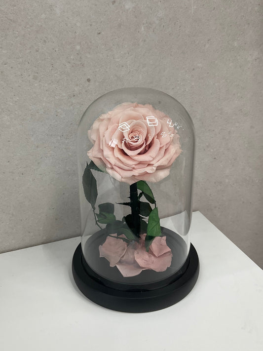 Dusty Pink Rose Eternal Dome