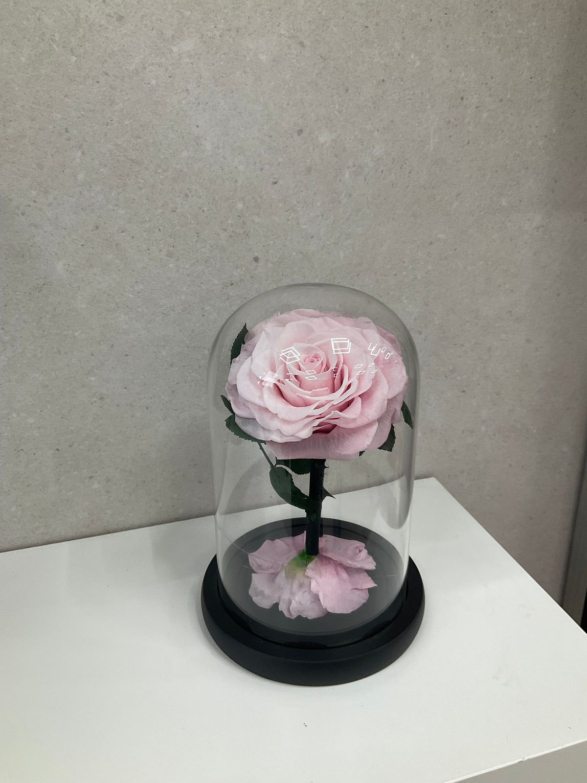 Enchanted Light Pink Rose Dome